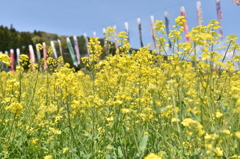 菜の花