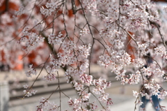 ＳＡＫＵＲＡ