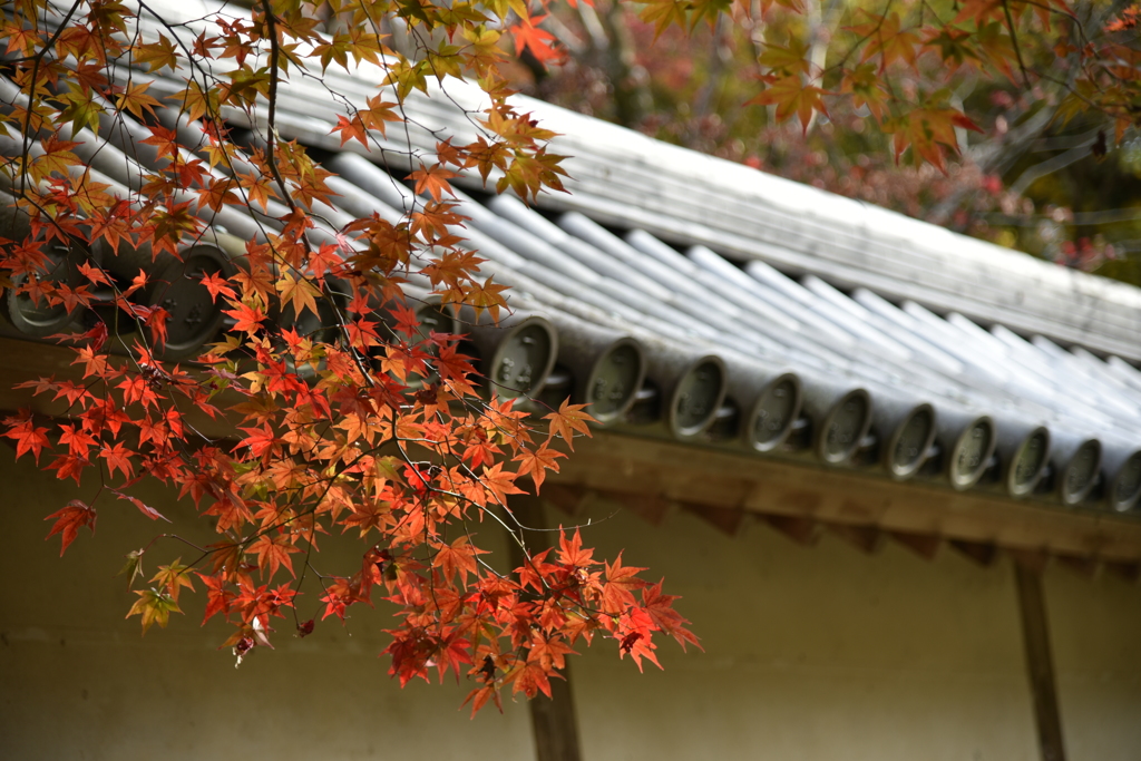 Kyoto 紅葉