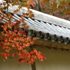 Kyoto 紅葉