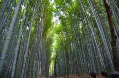 Bamboo Groves in 嵯峨野
