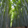 Bamboo Groves in 嵯峨野