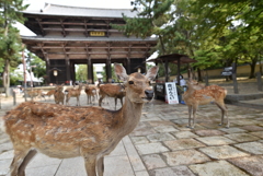 東大寺　鹿さん