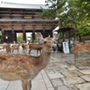 東大寺　鹿さん