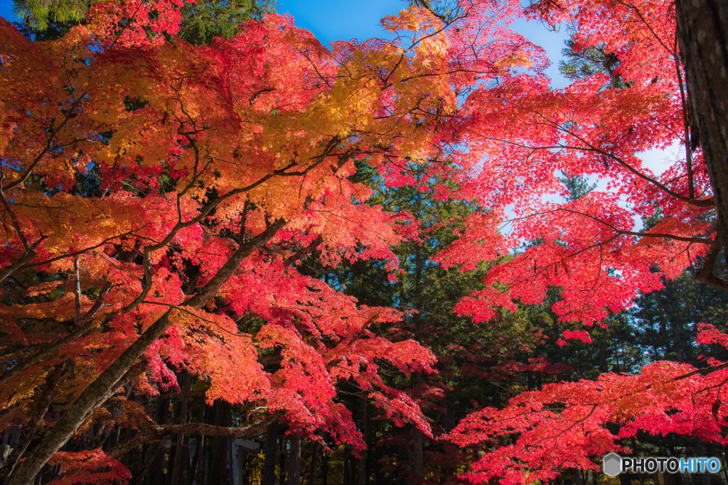 高野の紅葉