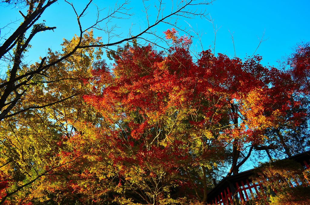 紅葉