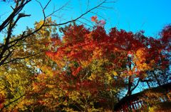紅葉