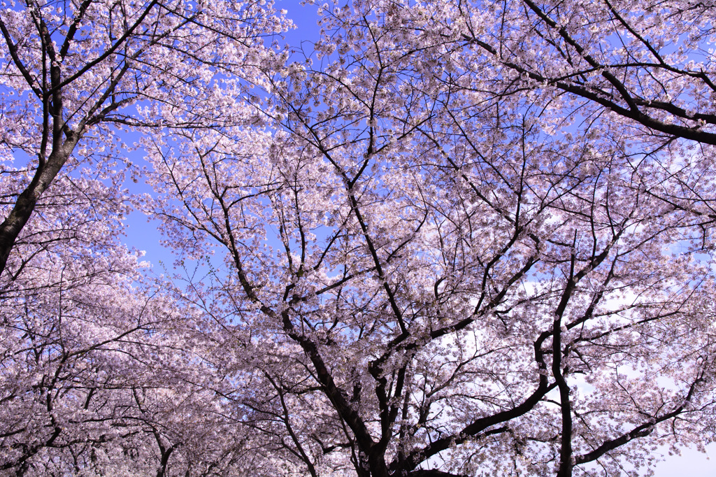 淀川河川公園背割堤地区