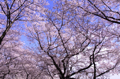 淀川河川公園背割堤地区