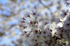 淀川河川公園背割堤地区