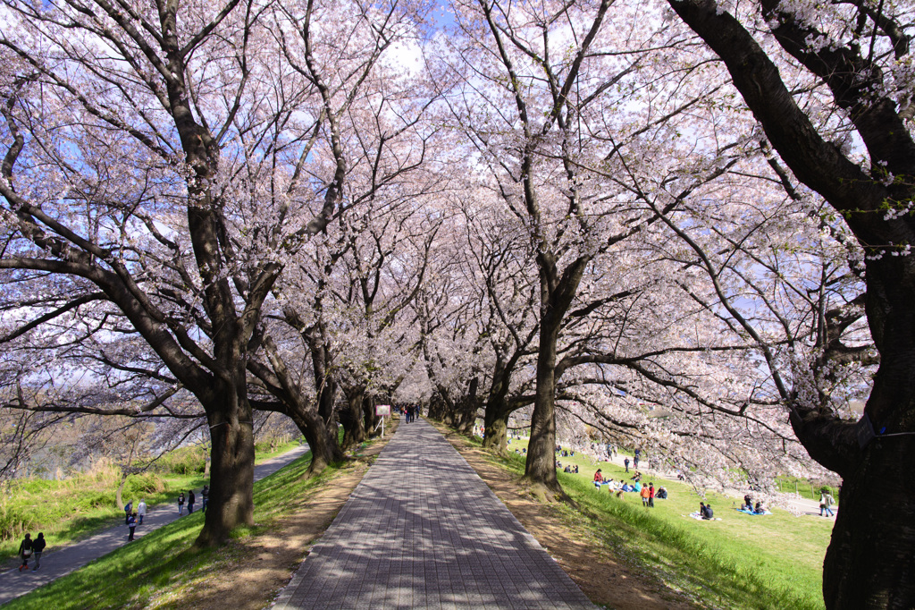 淀川河川公園背割堤地区