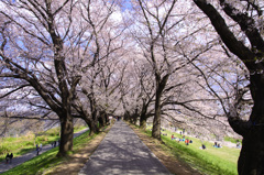 淀川河川公園背割堤地区
