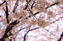 淀川河川公園背割堤地区