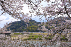 淀川河川公園背割堤地区