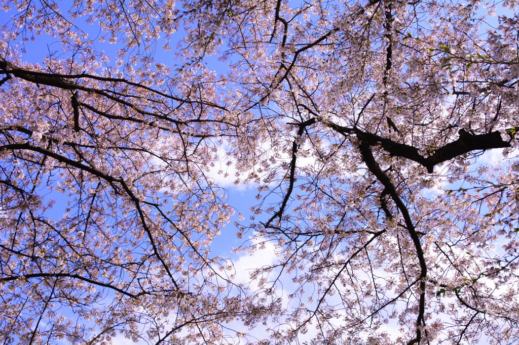 淀川河川公園背割堤地区