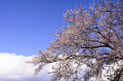 淀川河川公園背割堤地区