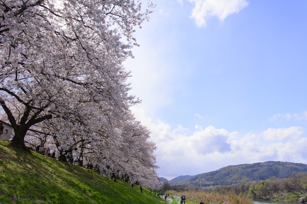 淀川河川公園背割堤地区