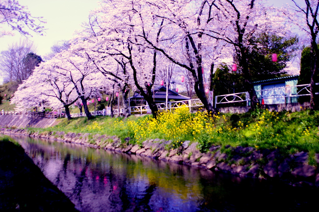 春の景色*