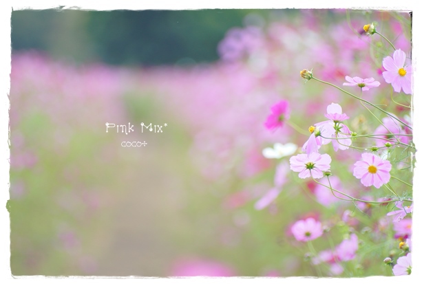 Pink Mix