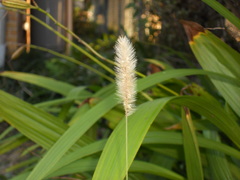 庭の小さな秋