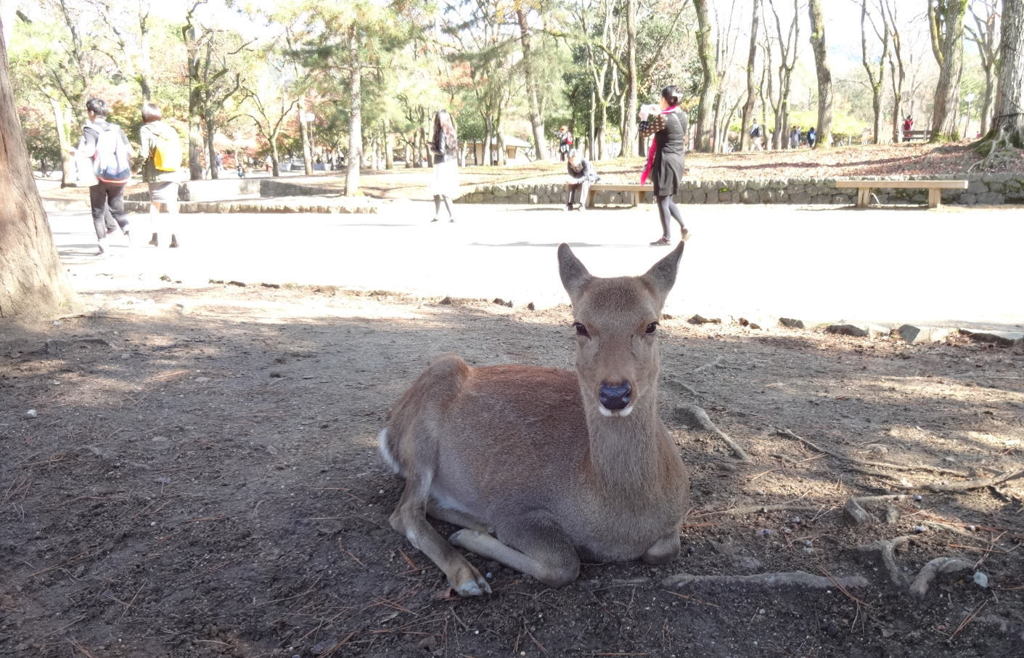 カメラ目線