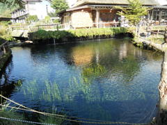 秋の気配 - 忍野八海