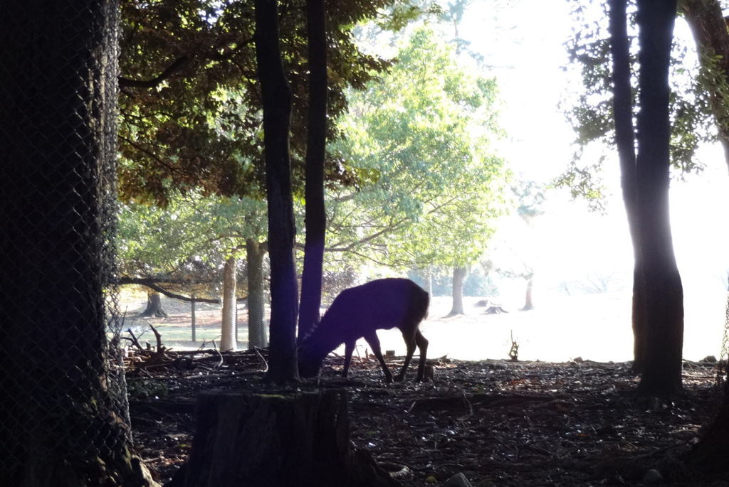 奈良公園