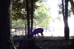 奈良公園