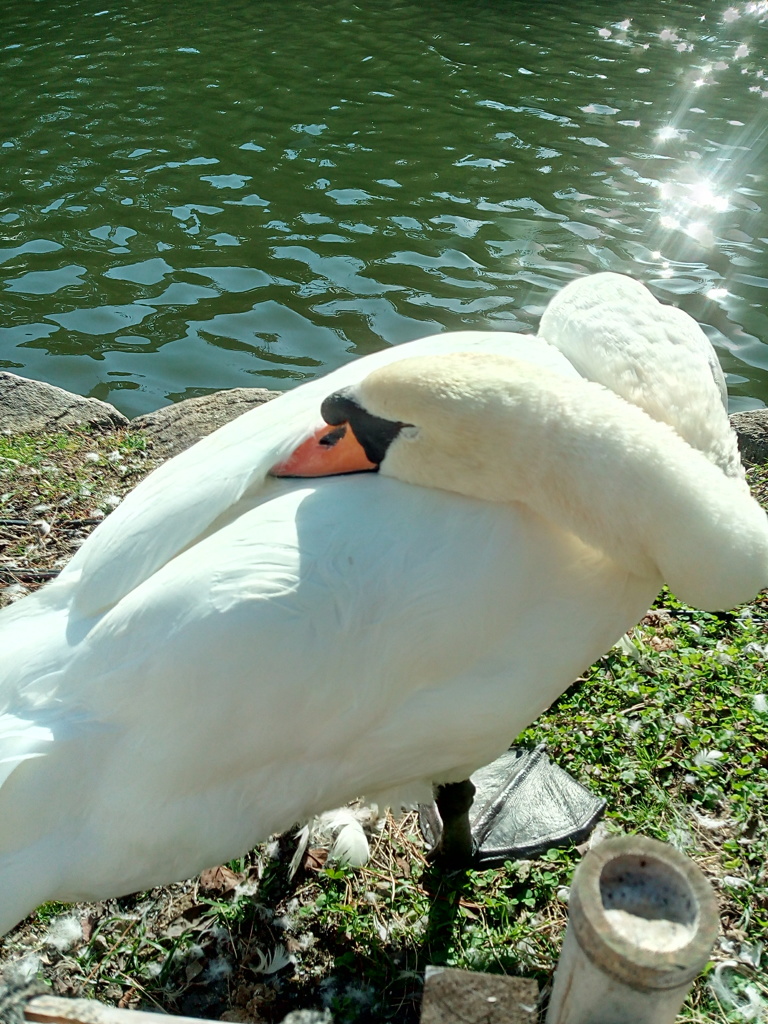 白鳥の昼寝