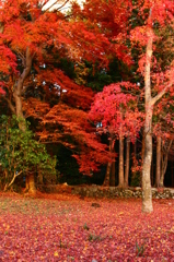 鷺森神社　落葉