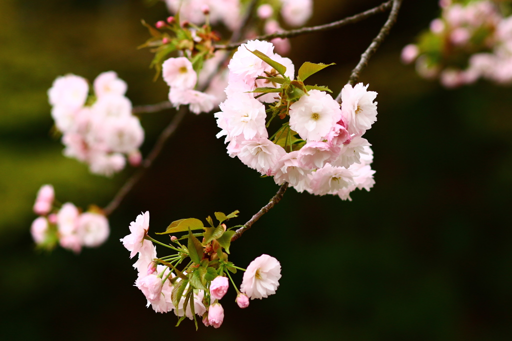 八重桜