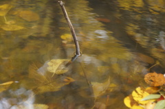 DSC00391