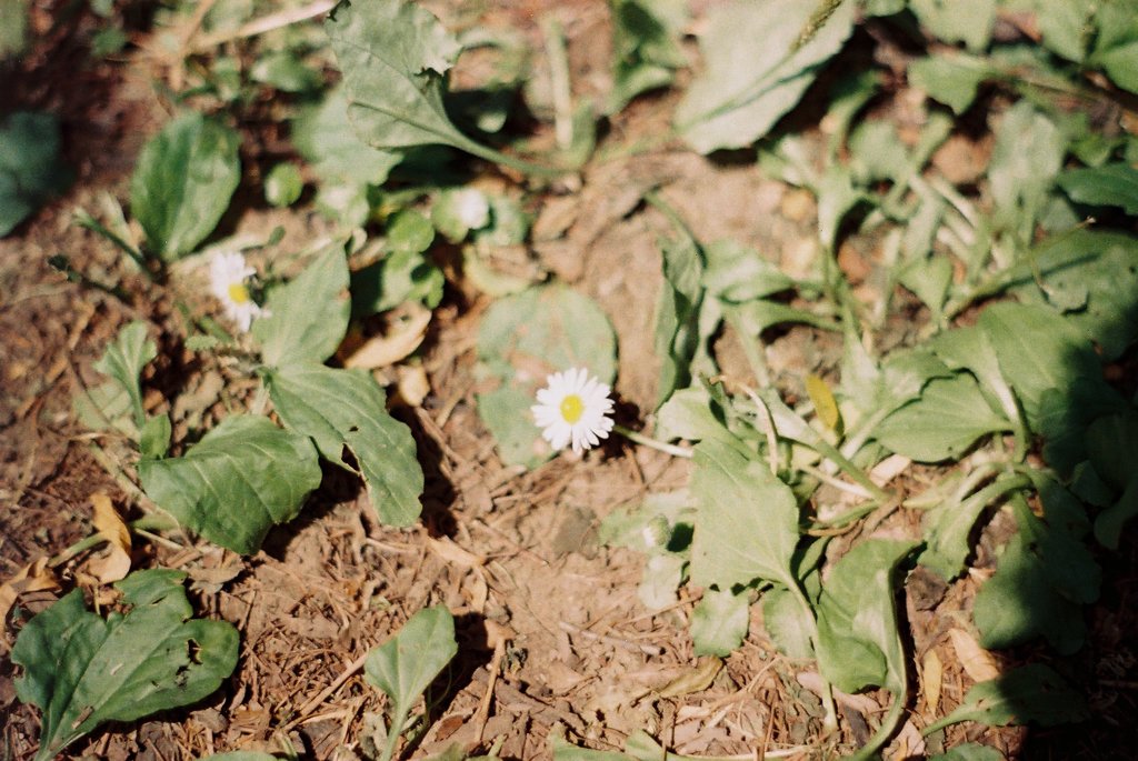 小さな花