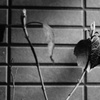 DSC02441