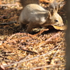 _DSC0252_997
