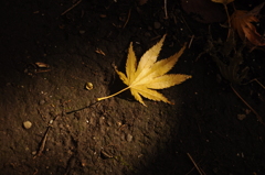 _DSC0062