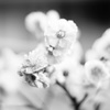 DSC02443