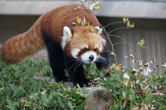 これ食えるかな？