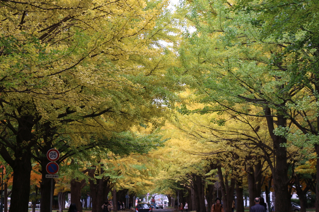 北海道大学　イチョウ並木