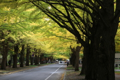 北海道大学　イチョウ並木