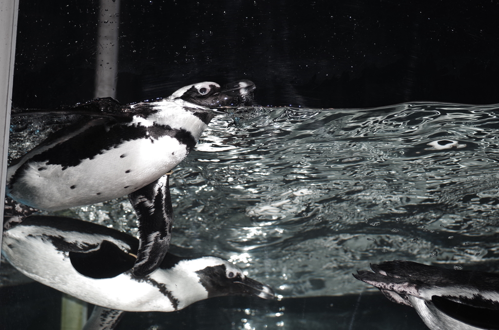 サンシャイン水族館のペンギン