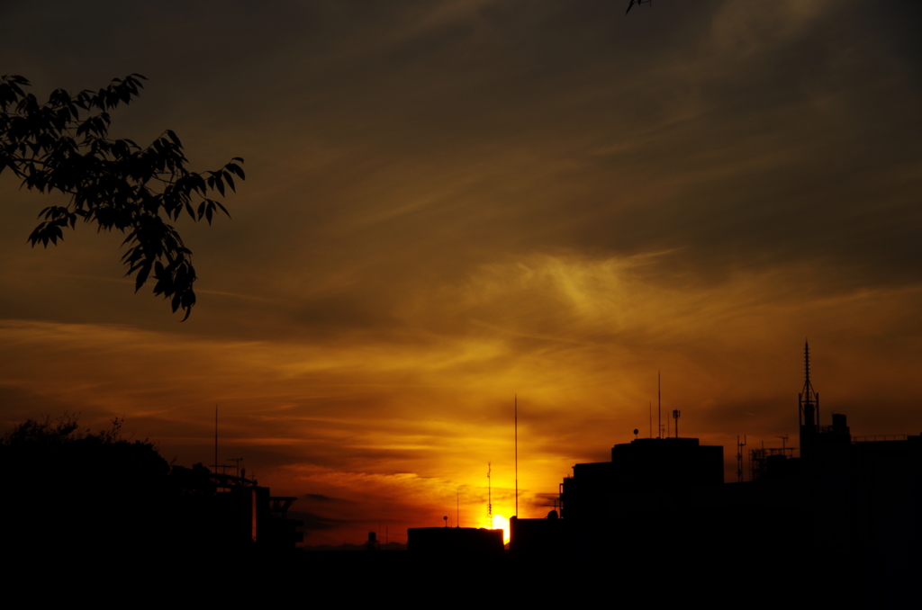 代々木公園の夕焼け