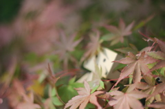 かくれんぼ