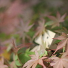 かくれんぼ