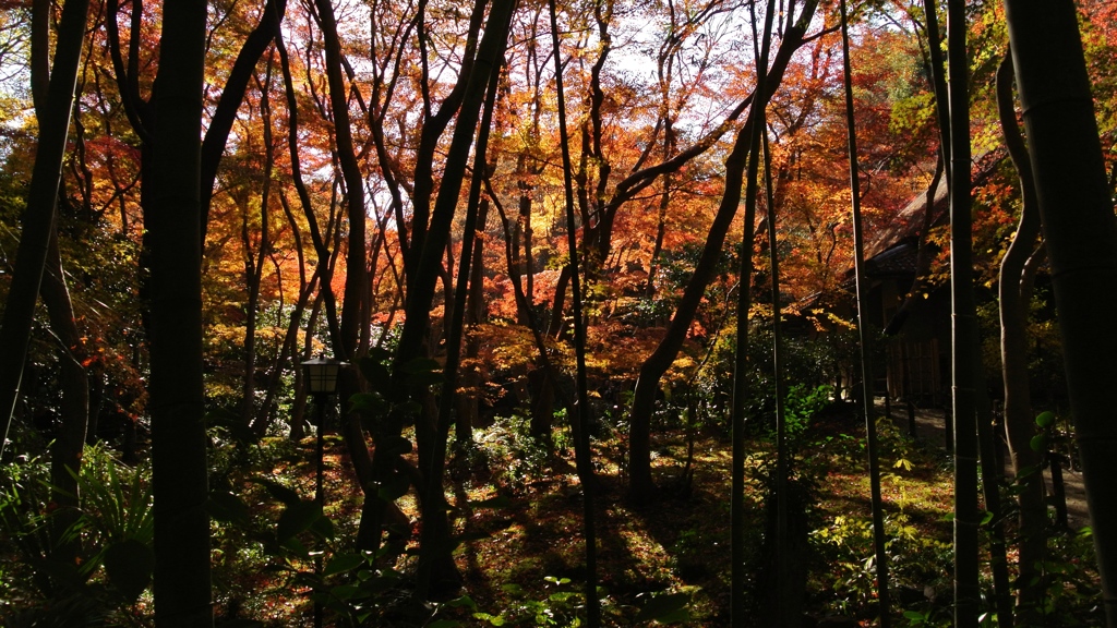 晩秋の彩