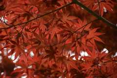 もみじ