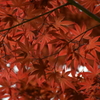 もみじ