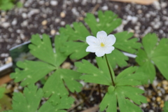 一輪の花