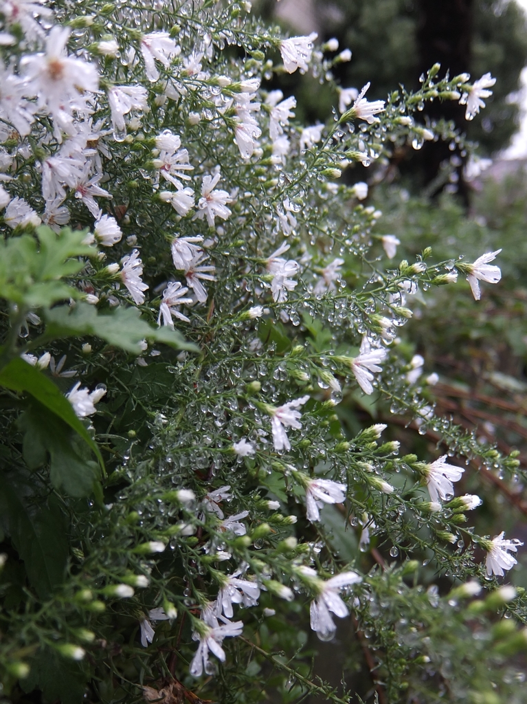 可憐な花