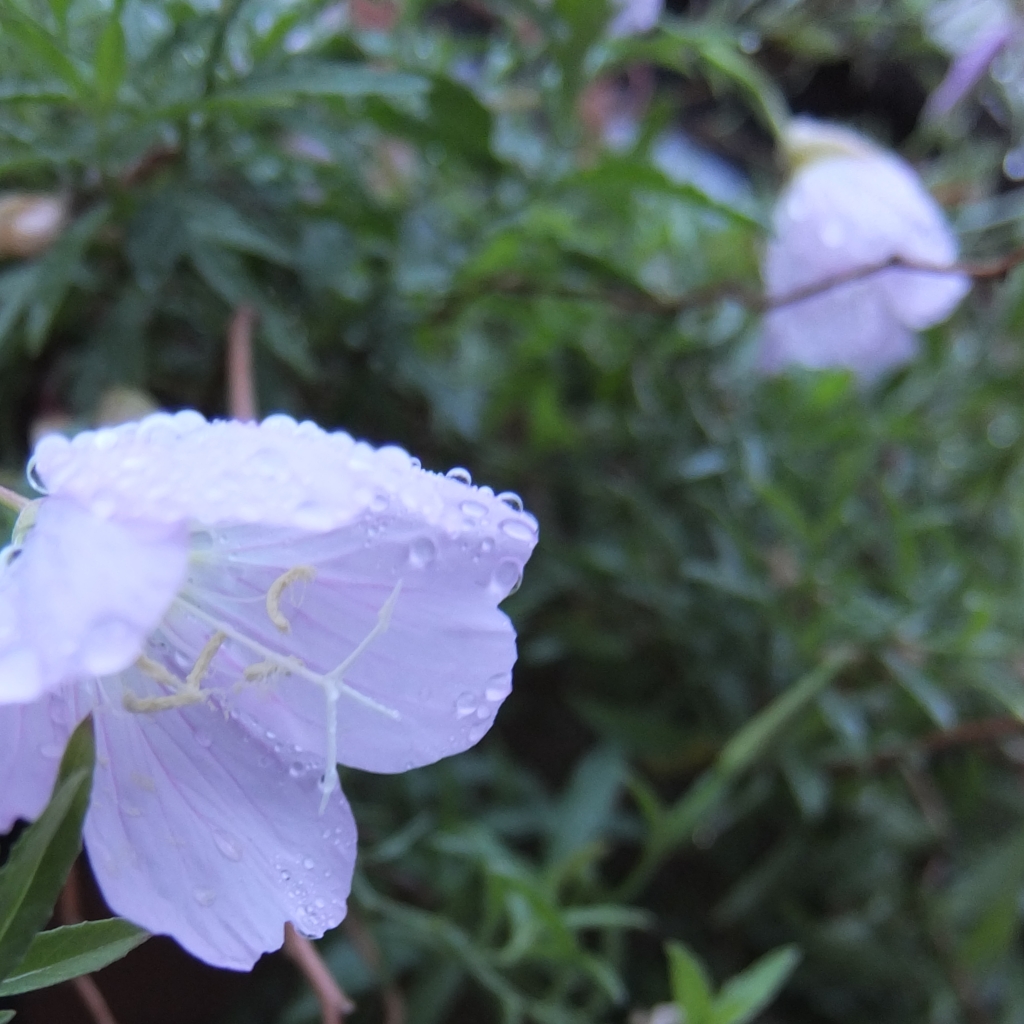 薄紫色の花